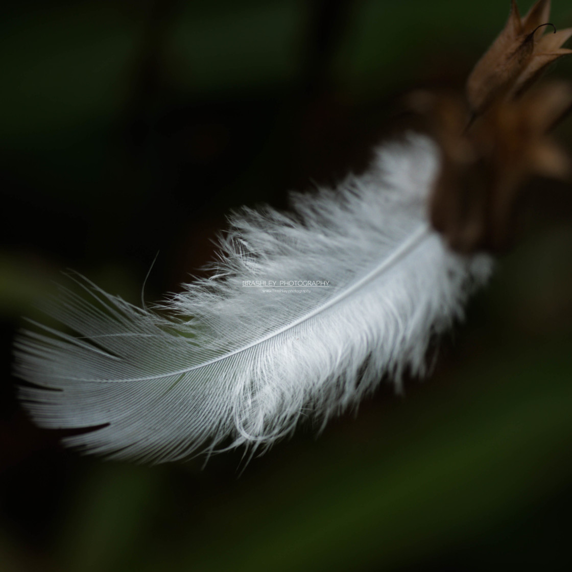 "Feather" stock image