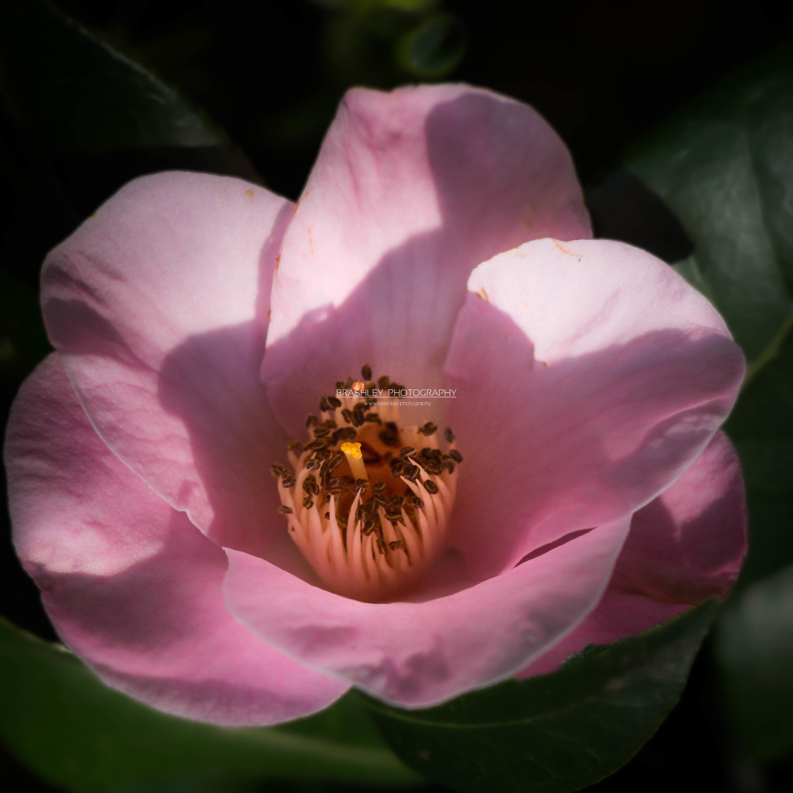 "Camellia" stock image