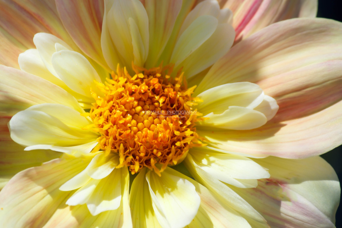 "Dahlia" stock image