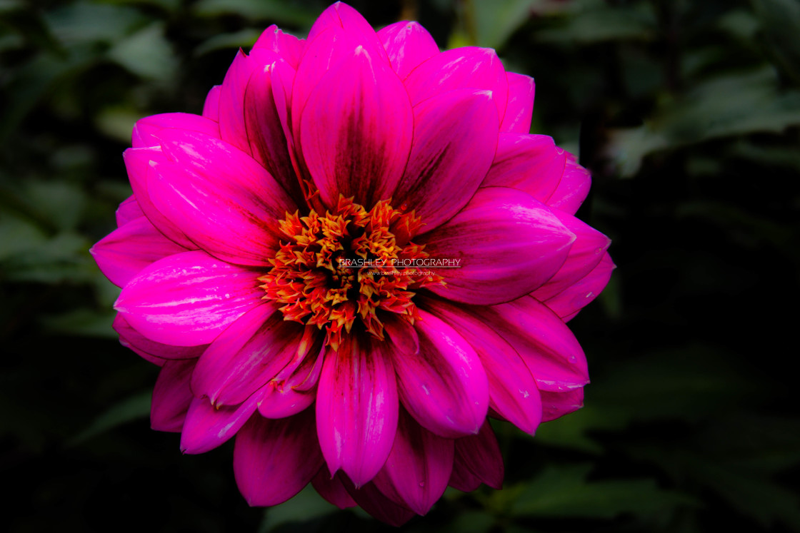 "Pink Dahlia" stock image