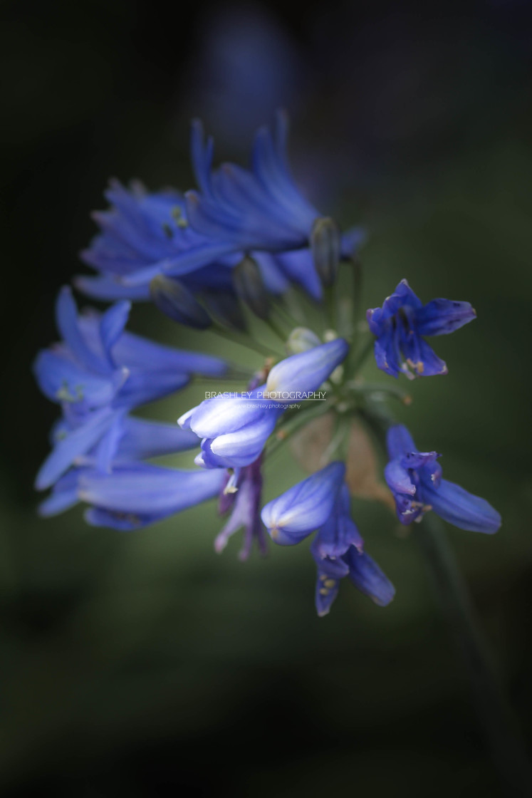 "Purple flowers" stock image