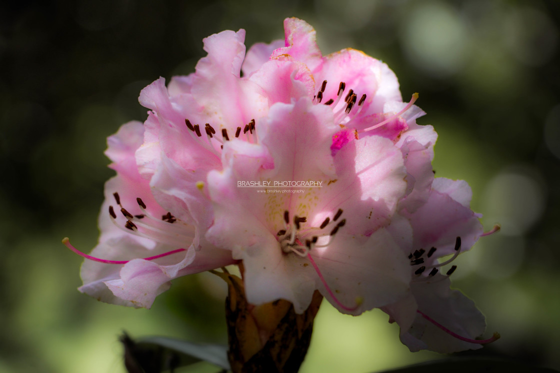 "Pink Rhododendron" stock image