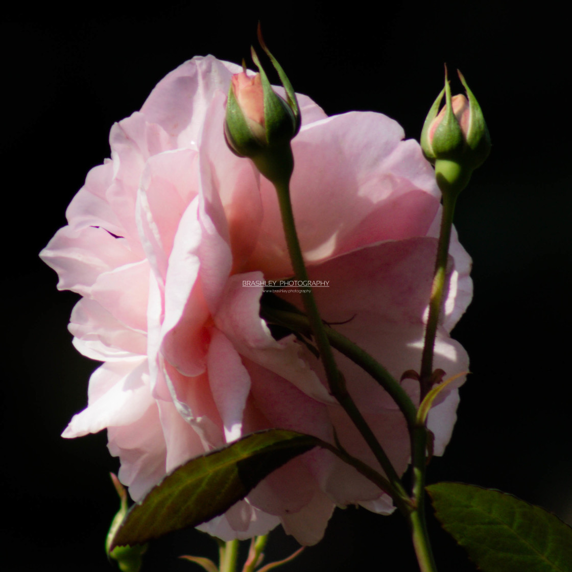 "Pink Rose from Pashley" stock image