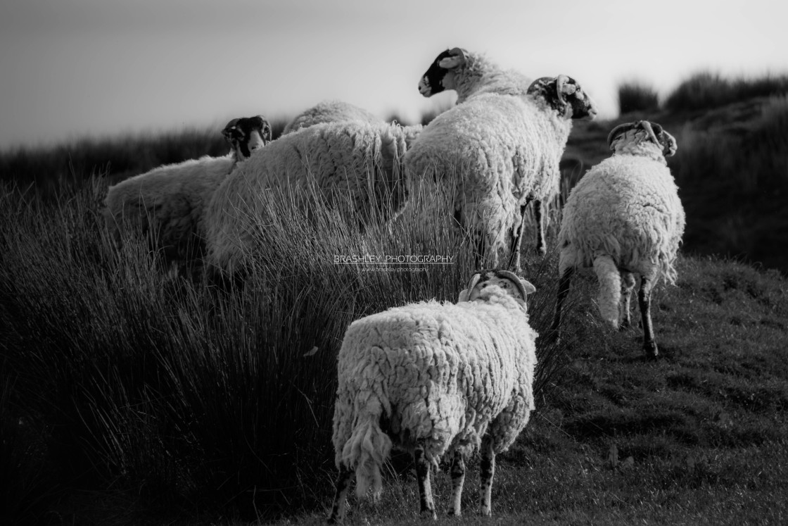 "The Sheep on the Hill" stock image