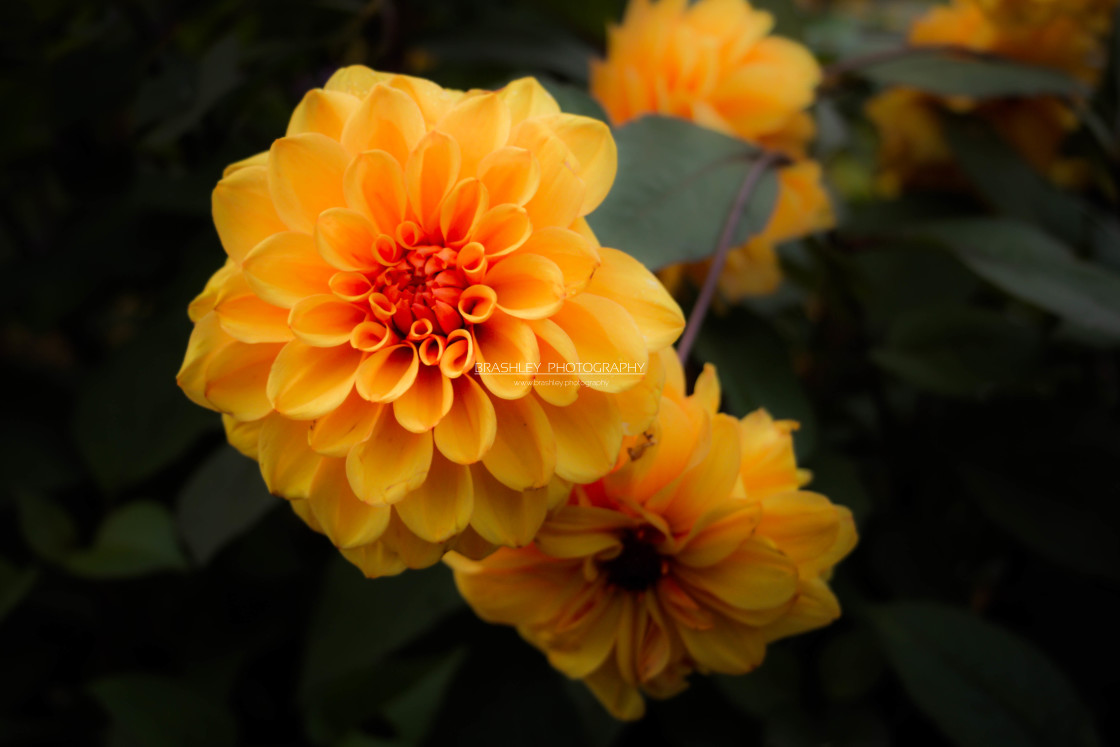 "Orange Dahlias" stock image