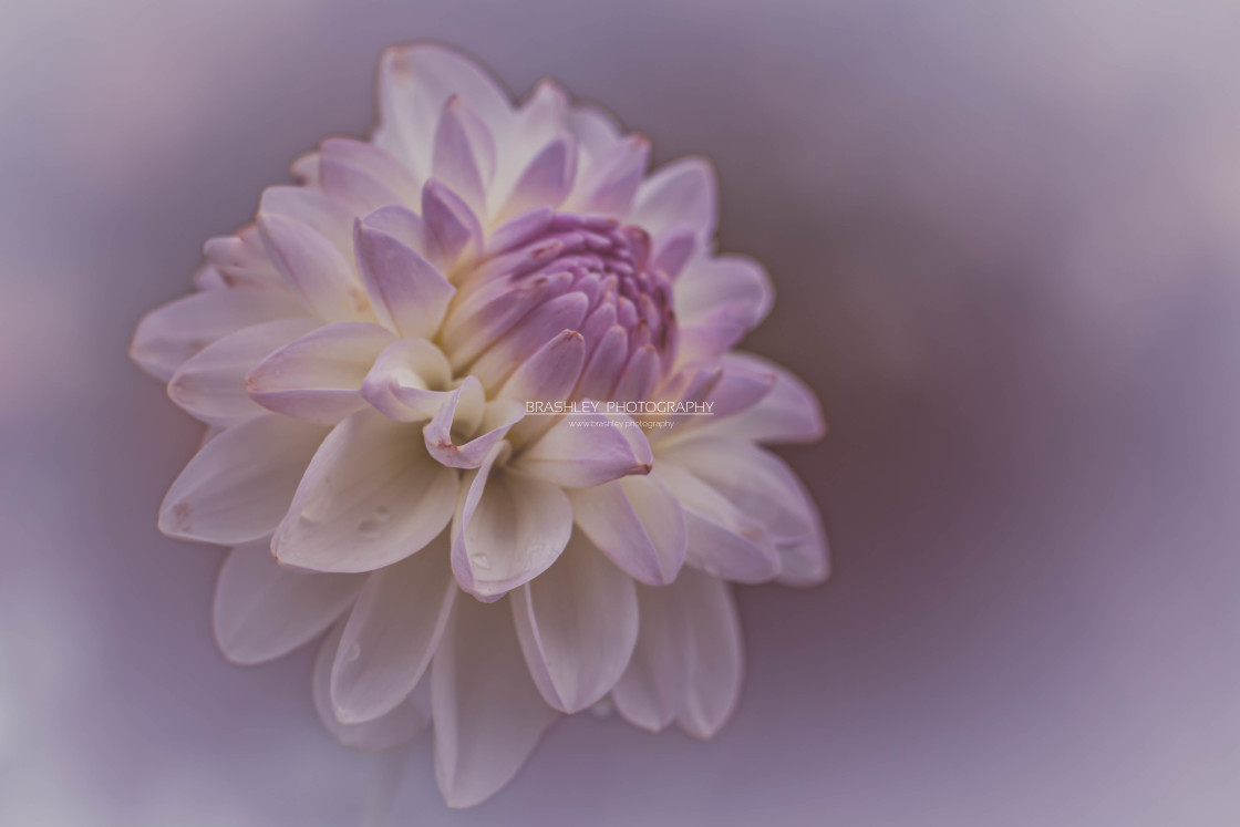 "Dhalia" stock image