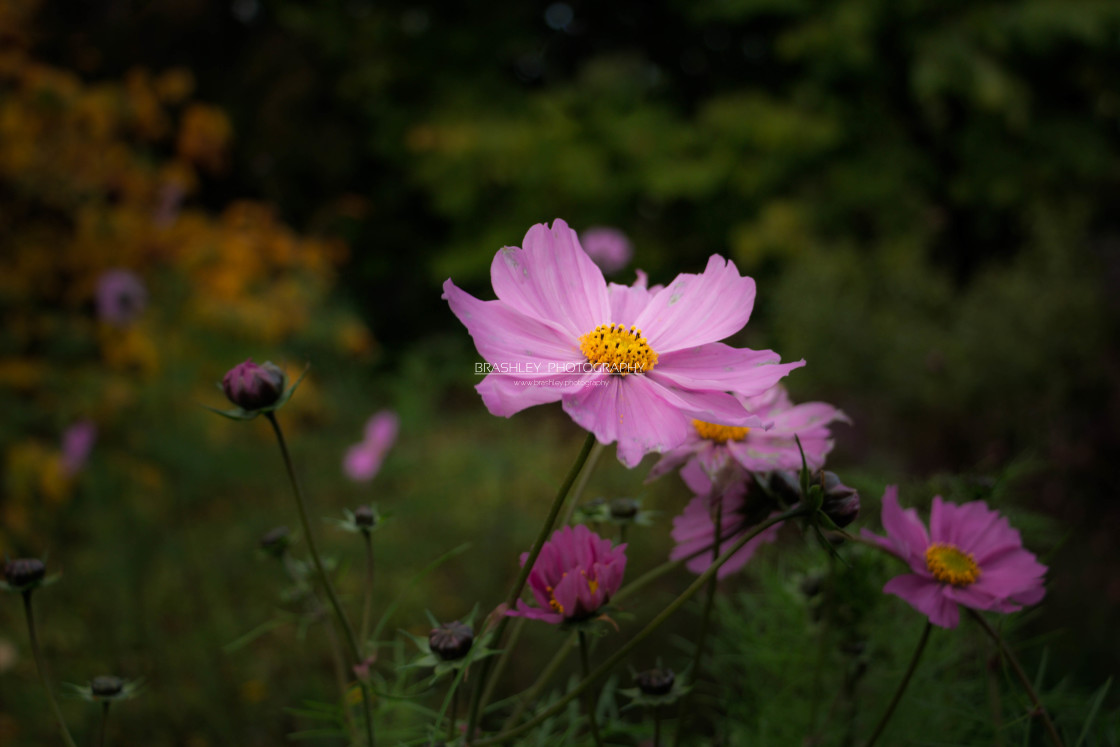 "Cosmos Flowers" stock image