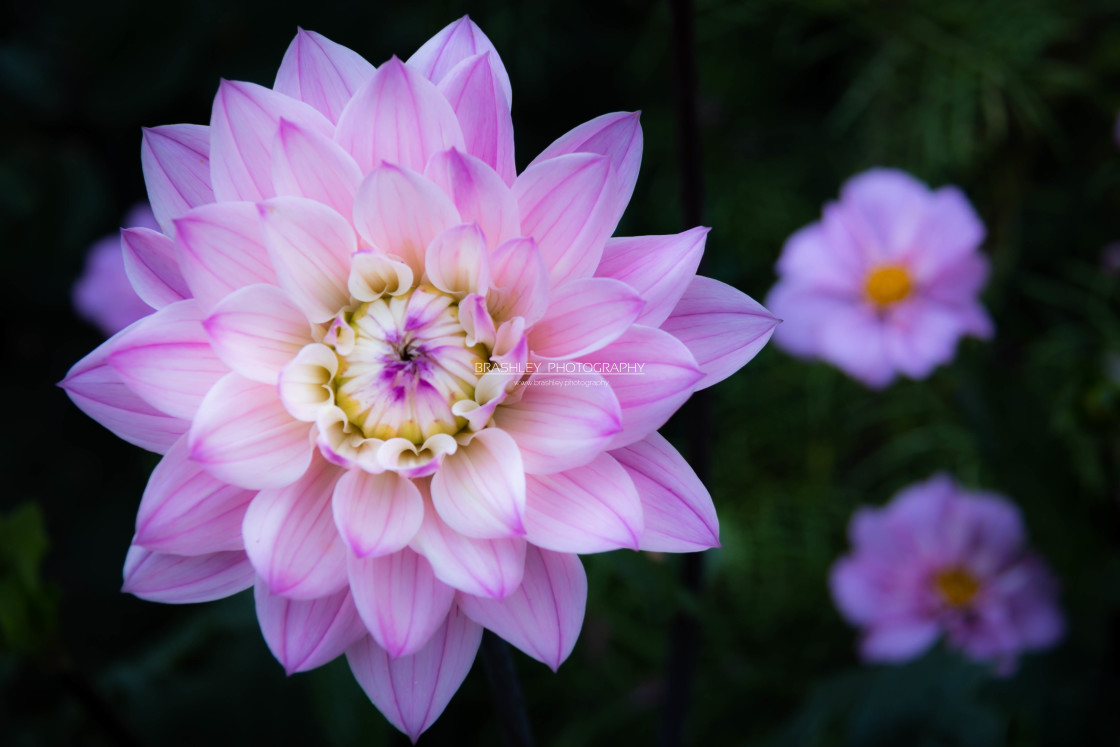 "Pink Dahlia" stock image