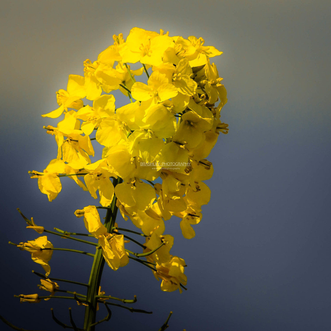 "Rape Seed Flower" stock image