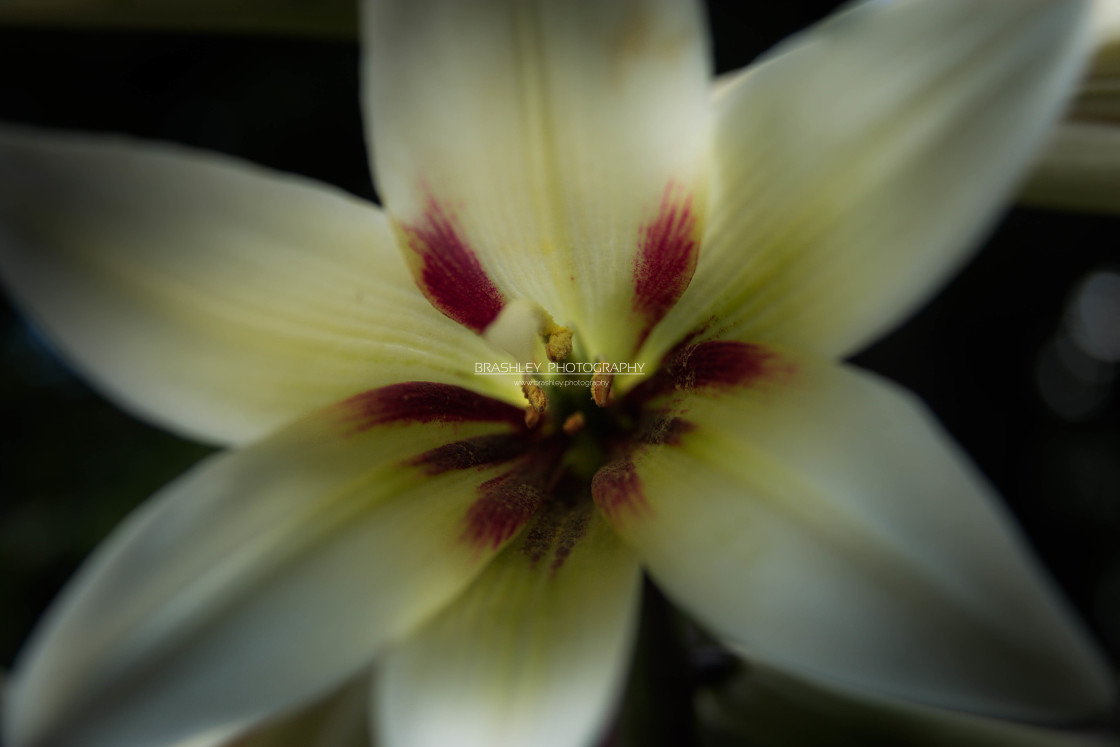 "Himalayan Lily" stock image