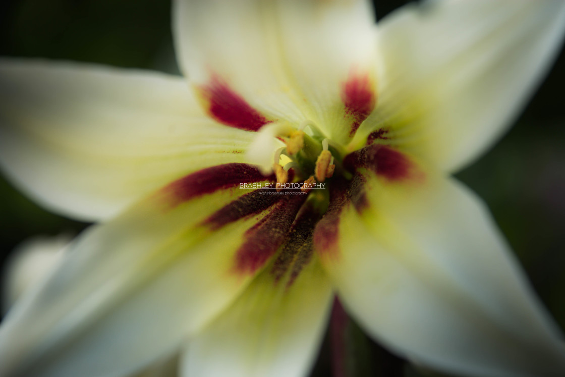 "Himalayan Lily" stock image