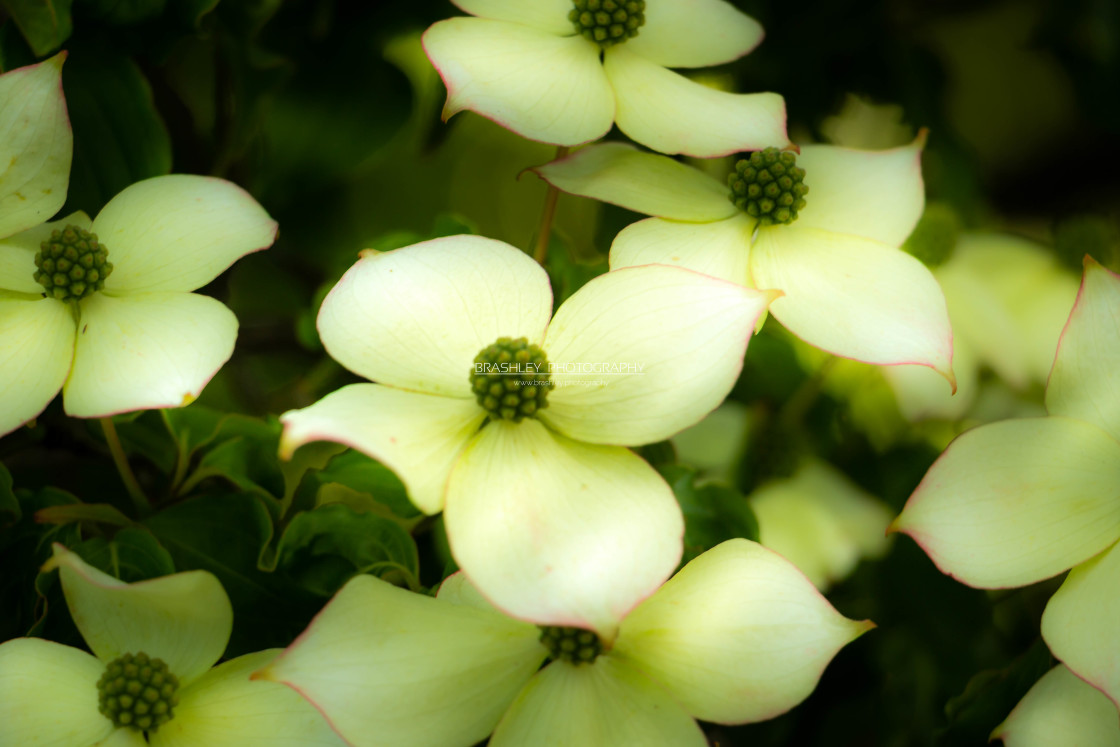 "Dogwood" stock image