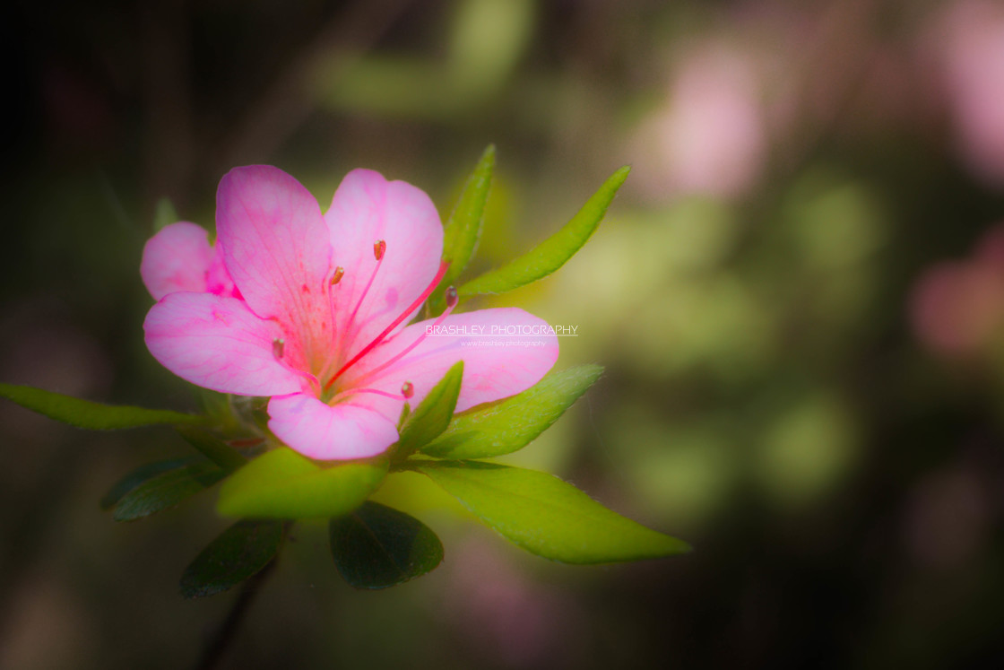 "Pink Rhododendron" stock image