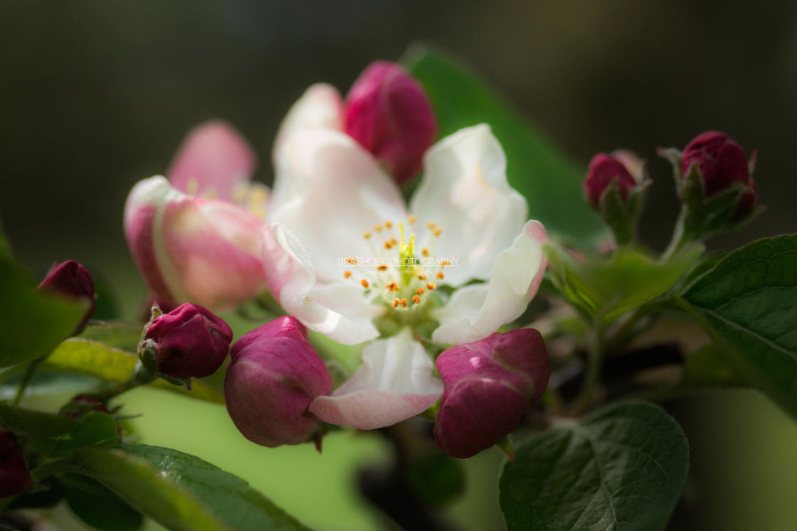 "Blossom" stock image