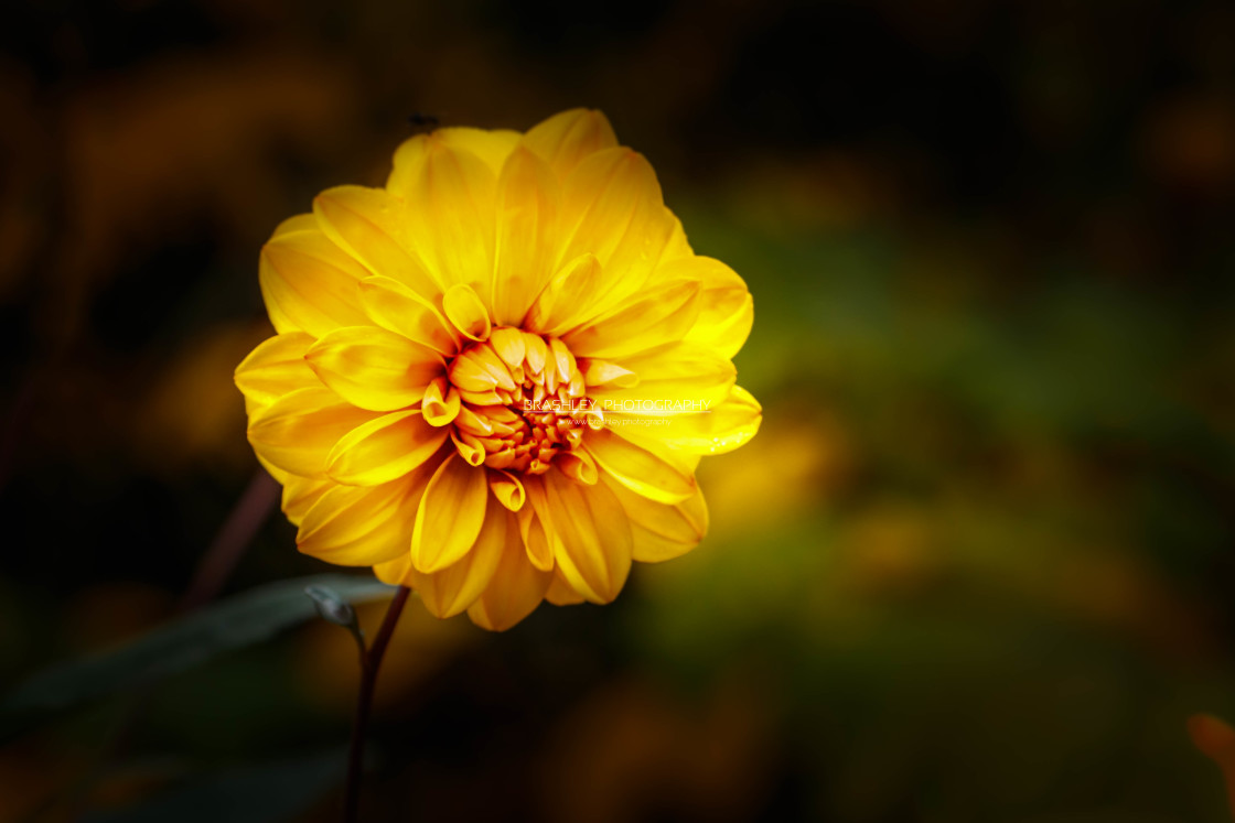 "Dahlia" stock image