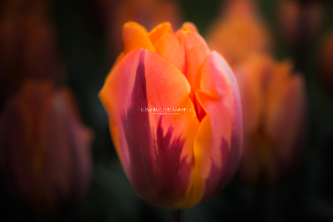 "Orange Tulip" stock image