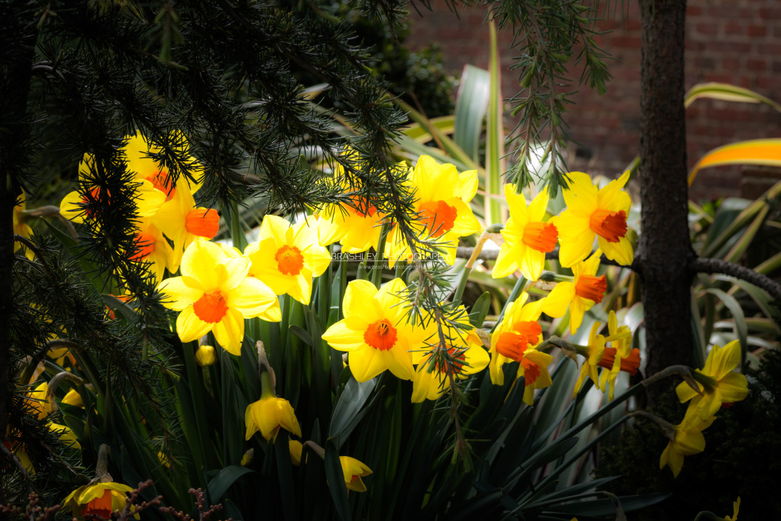 "Cluster of Daffodils" stock image