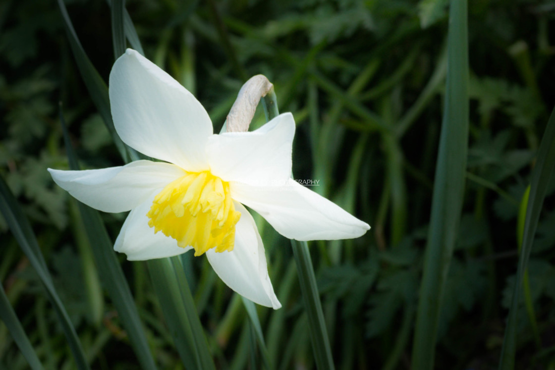 "Daffodil," stock image