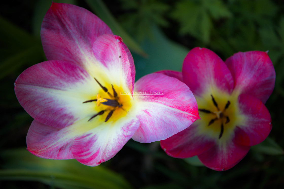 "Pink and Yellow Tulips" stock image