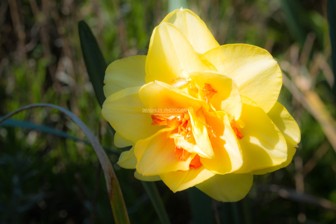 "Solitary Daffodil" stock image