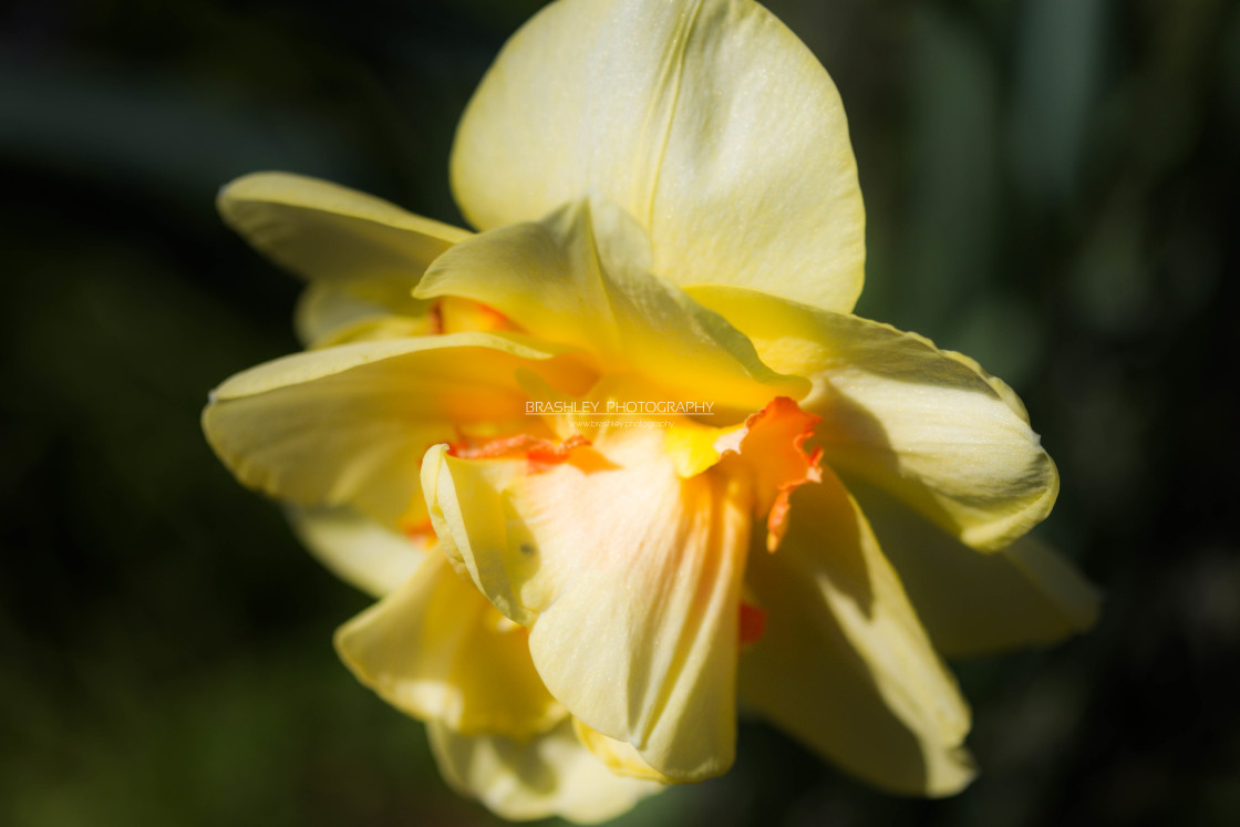 "Solitary Daffodil" stock image