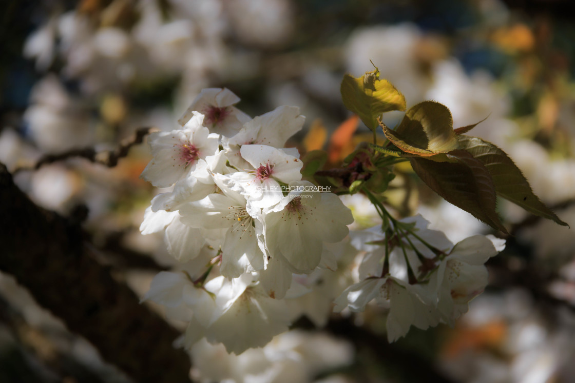 "Blossom" stock image