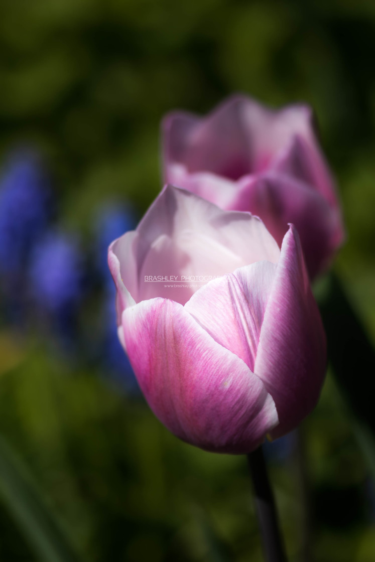 "Pink tulips" stock image