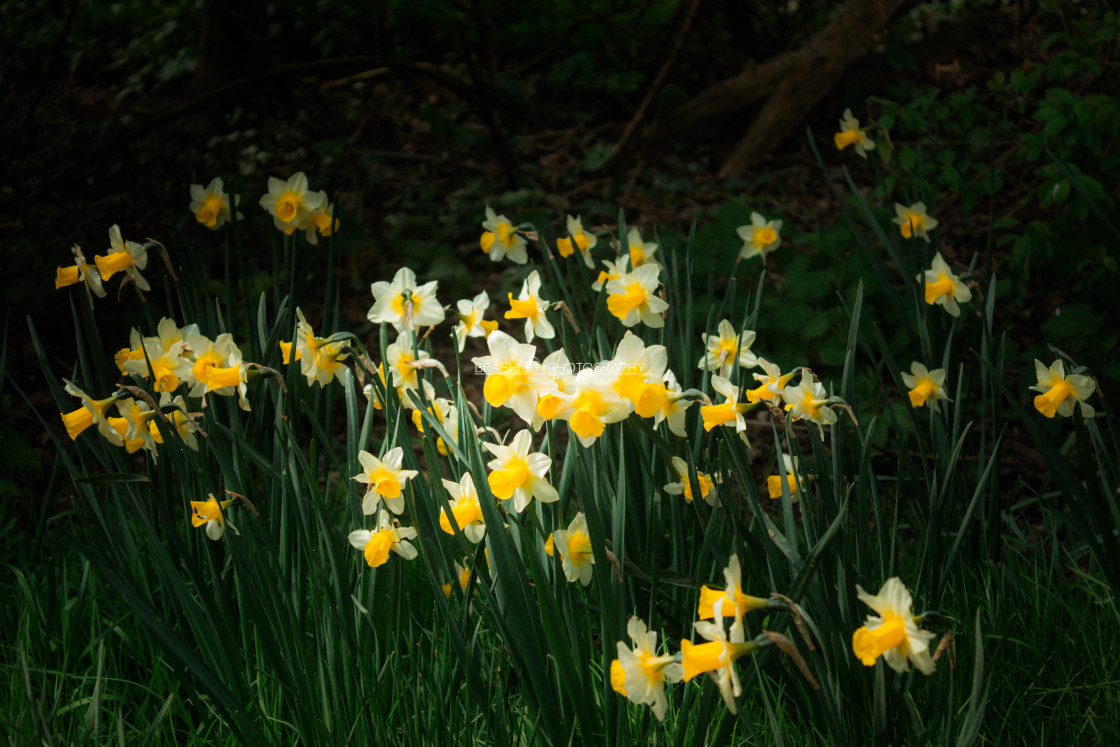 "Daffodils" stock image