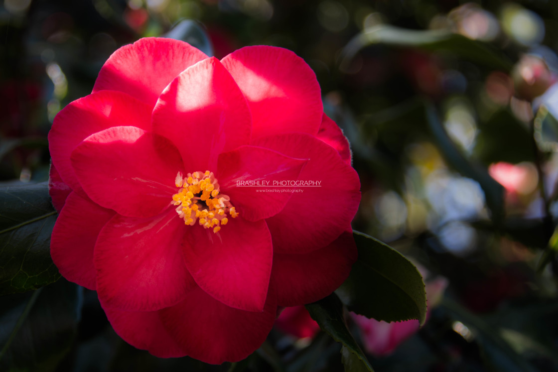 "Red Camellia Flower" stock image