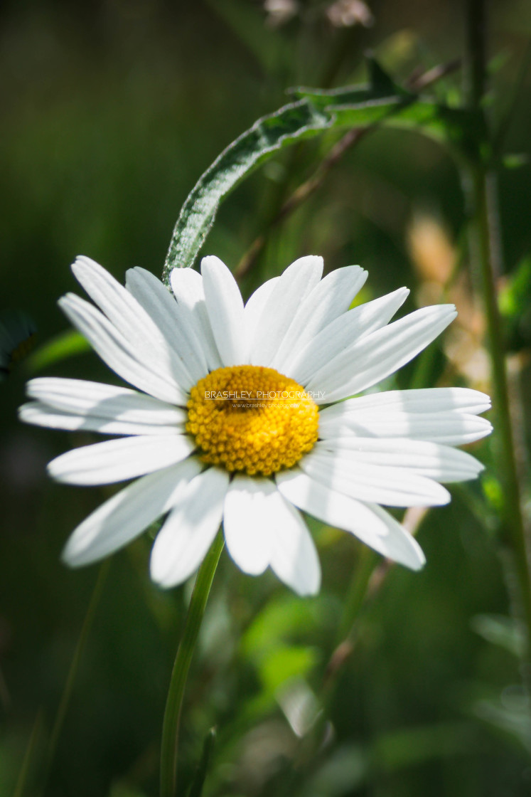 "Daisy Daisy" stock image