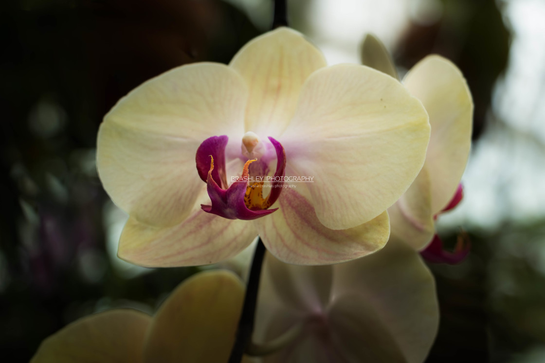 "Orchid" stock image