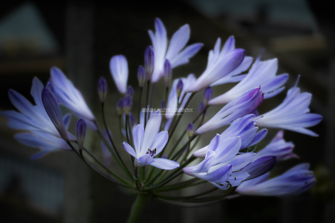 "Agapanthus Flower from Alcatraz" stock image