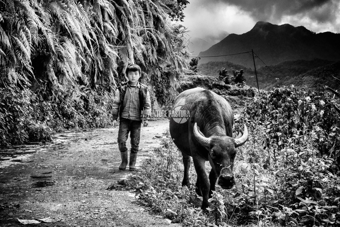 "Walk the water buffalo" by ADventure Pastura - £999.00 "Walk the water buffalo" stock image