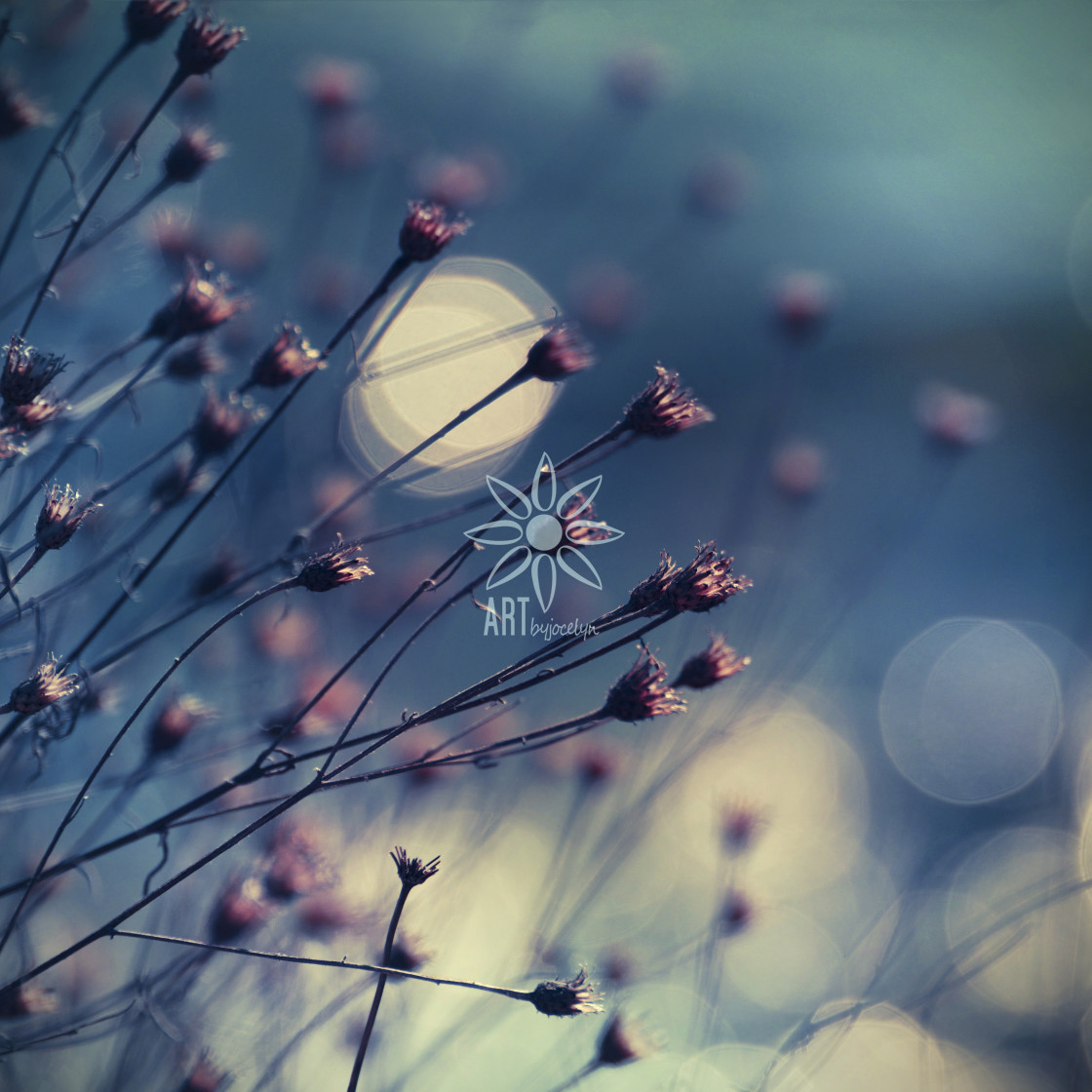 "Blue Summer Bokeh Delicate Pink Flowers" by Jocelyn Ball - $6.32 "Blue Summer Bokeh Delicate Pink Flowers" stock image