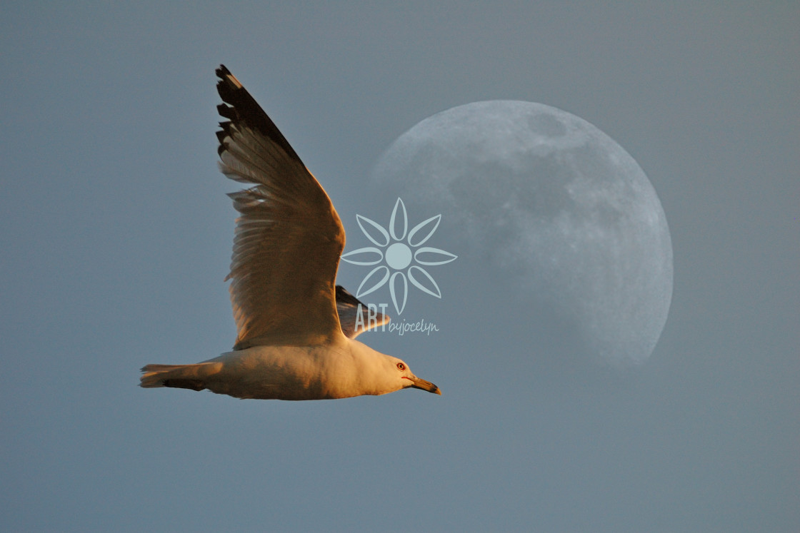 "Seagull and Moon in Blue Sky" by Jocelyn Ball - $6.31 "Seagull and Moon in Blue Sky" stock image