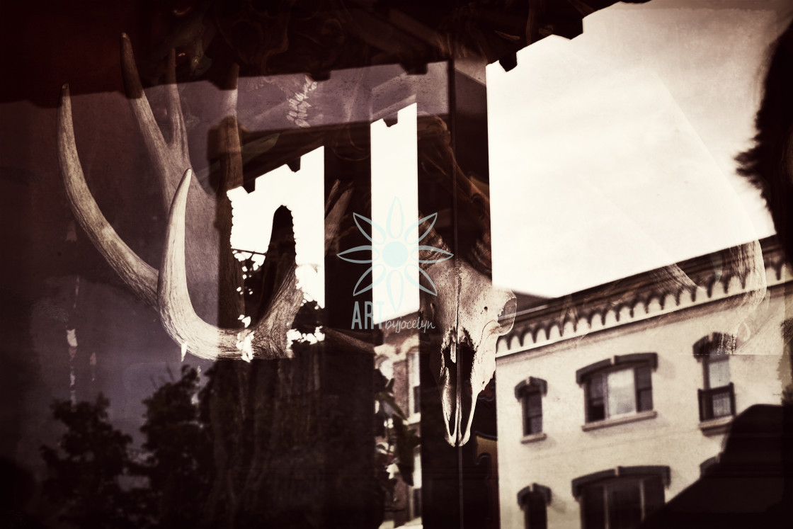 "Deer Skull and Reflection in Glass Grunge Monochrome" by Jocelyn Ball - $6.32 "Deer Skull and Reflection in Glass Grunge Monochrome" stock image