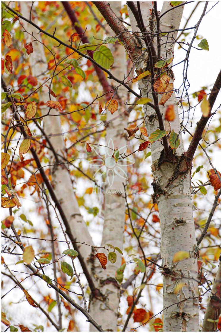 "Fall Birch Trees Coloured Leaves High Key" by Jocelyn Ball - $6.31 "Fall Birch Trees Coloured Leaves High Key" stock image