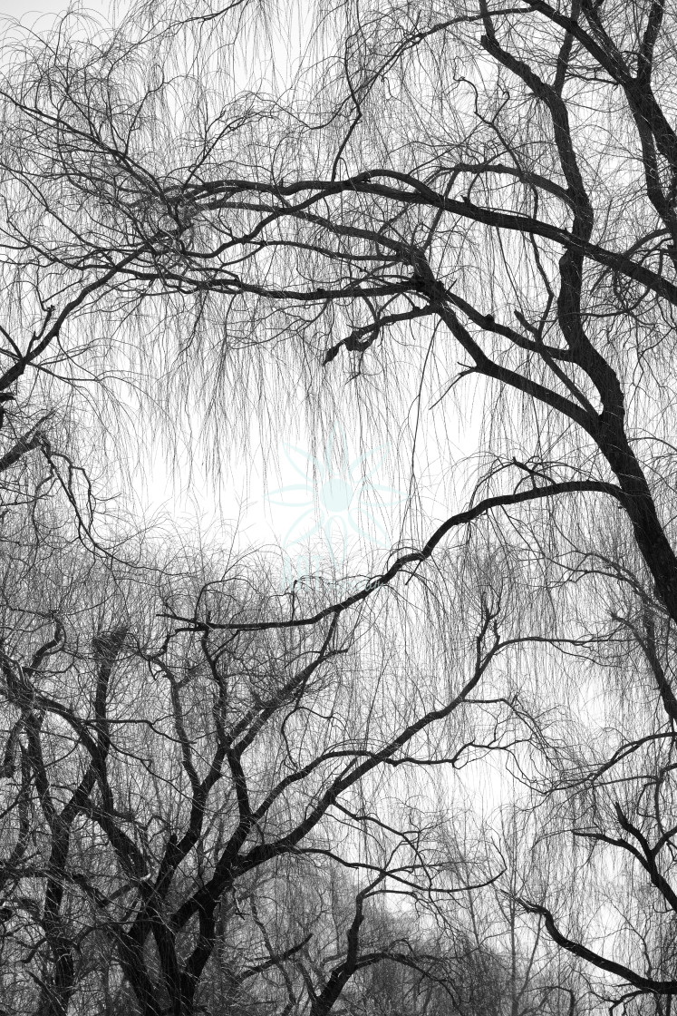 "Black and White Willow Tree Branches" by Jocelyn Ball - $6.31 "Black and White Willow Tree Branches" stock image