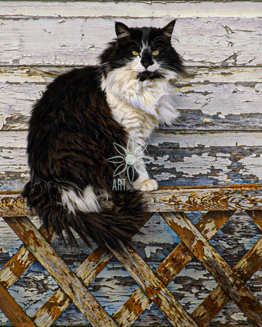 "Black and White Long Haired Stray Cat on Fence" by Jocelyn Ball - $6.32 "Black and White Long Haired Stray Cat on Fence" stock image