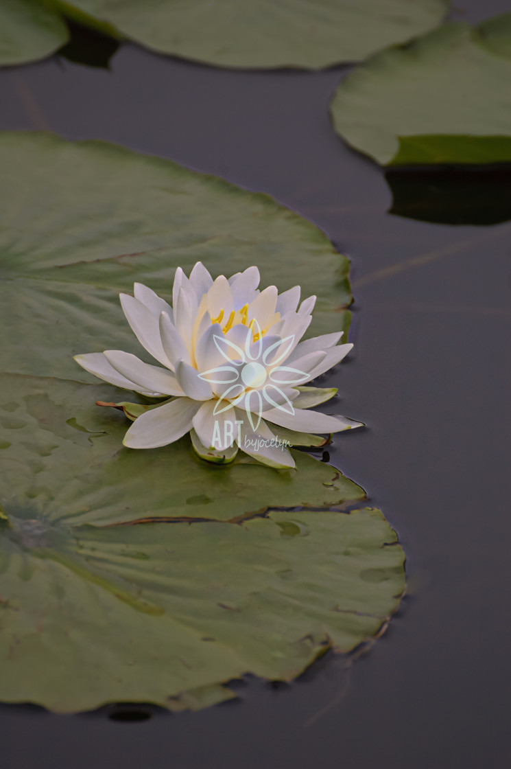 "Glowing White Water Lily and Green Lily Pads on Pond" by Jocelyn Ball - $6.32 "Glowing White Water Lily and Green Lily Pads on Pond" stock image