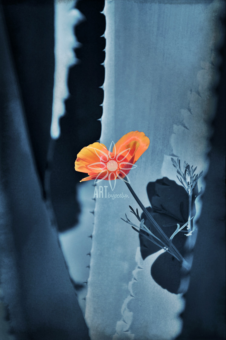 "Orange Flower Between Blue Cactus" by Jocelyn Ball - $6.32 "Orange Flower Between Blue Cactus" stock image