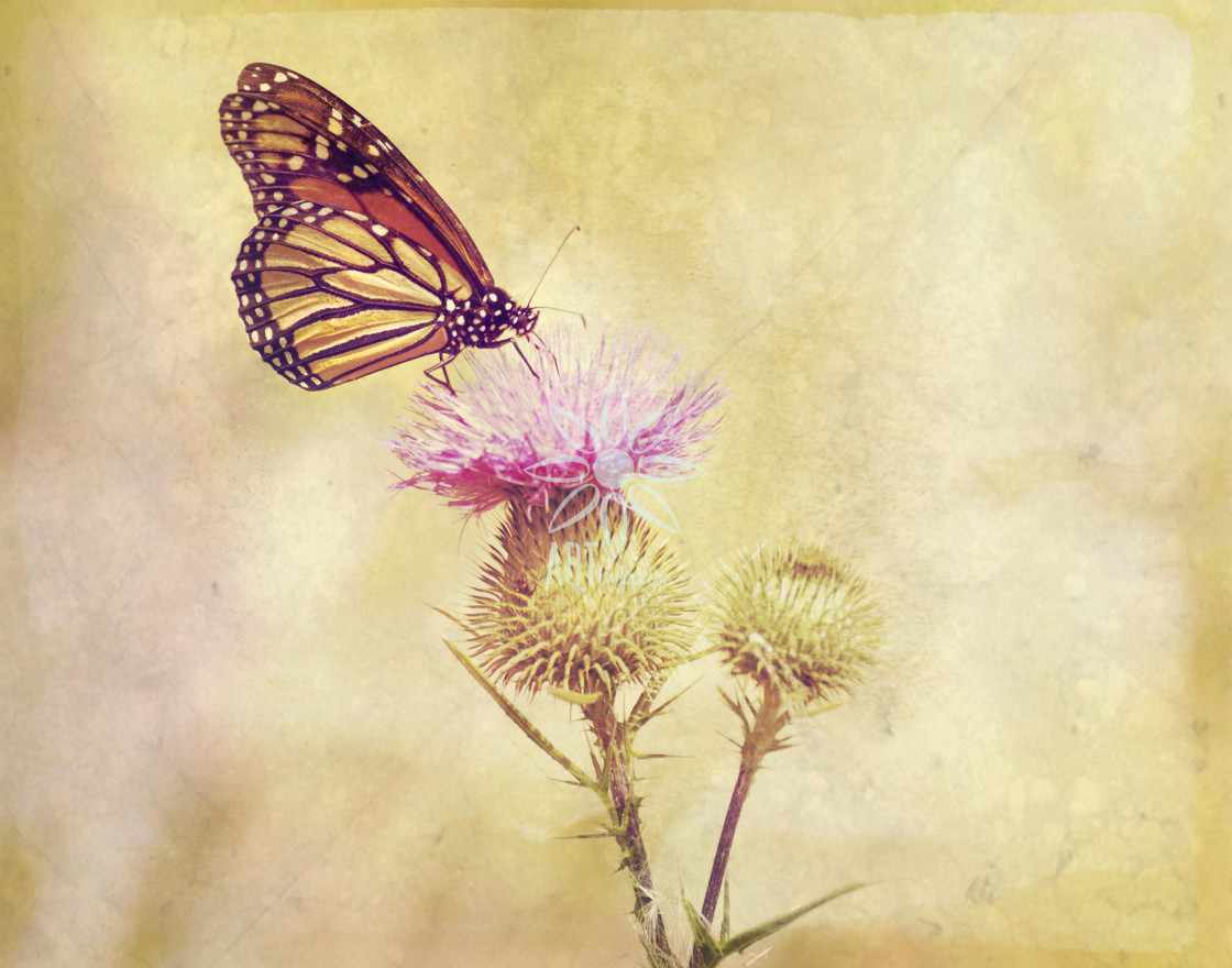 "Monarch Butterfly on Purple Thistle Soft Grunge Effect" by Jocelyn Ball - $6.32 "Monarch Butterfly on Purple Thistle Soft Grunge Effect" stock image