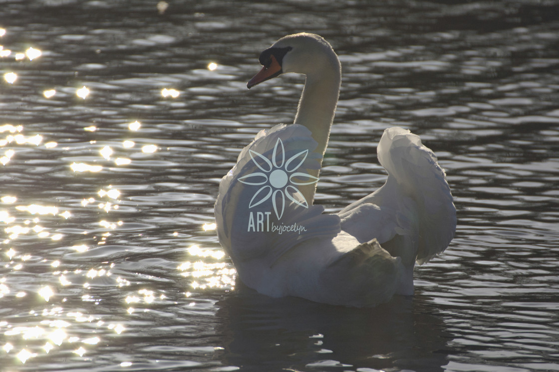 "Regal Mute Swan in Silhouette and Sunlight Sparkles" by Jocelyn Ball - $6.32 "Regal Mute Swan in Silhouette and Sunlight Sparkles" stock image