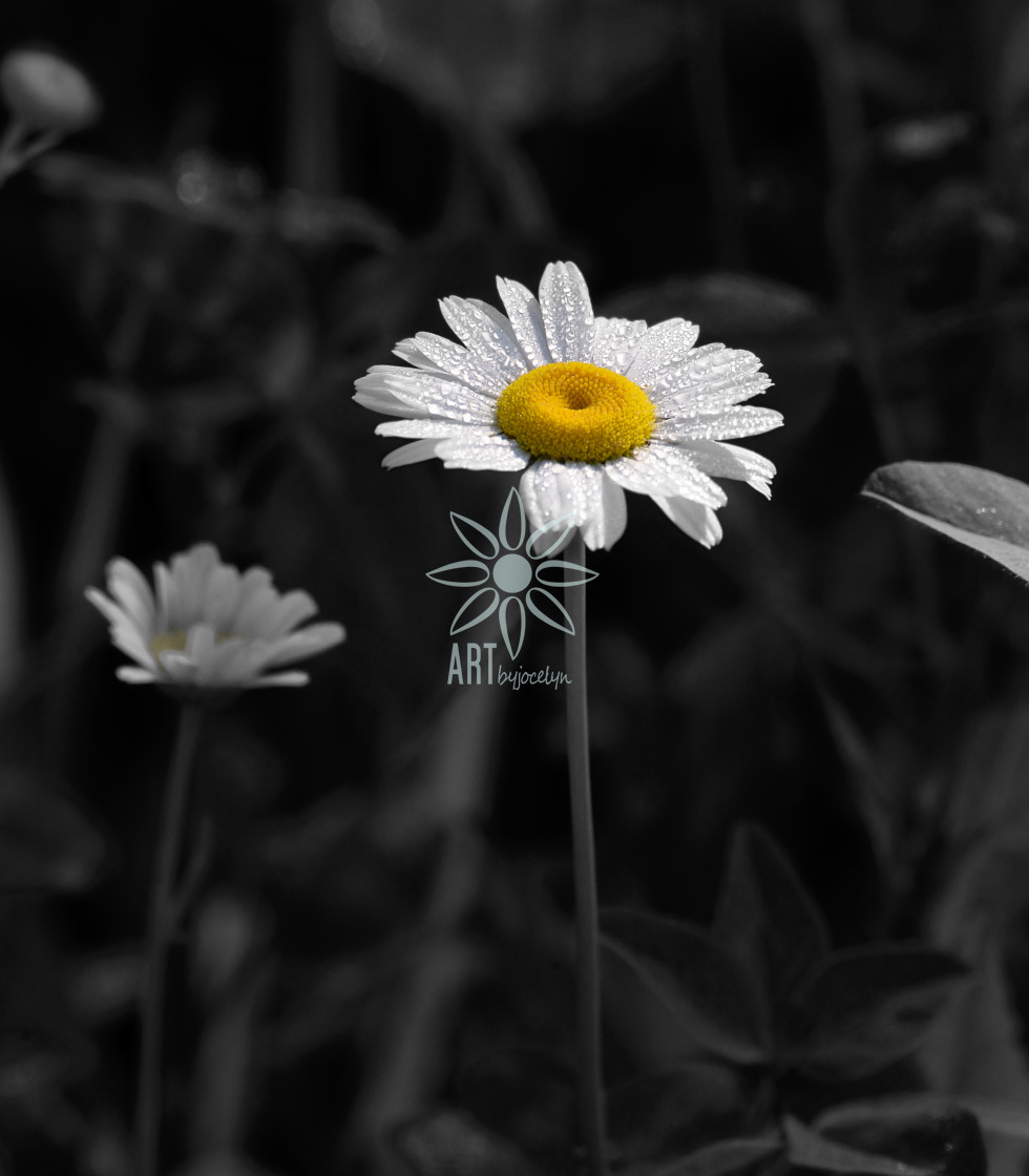 "Daisy and Water Droplets Isolated Colour Monochrome" by Jocelyn Ball - $6.32 "Daisy and Water Droplets Isolated Colour Monochrome" stock image