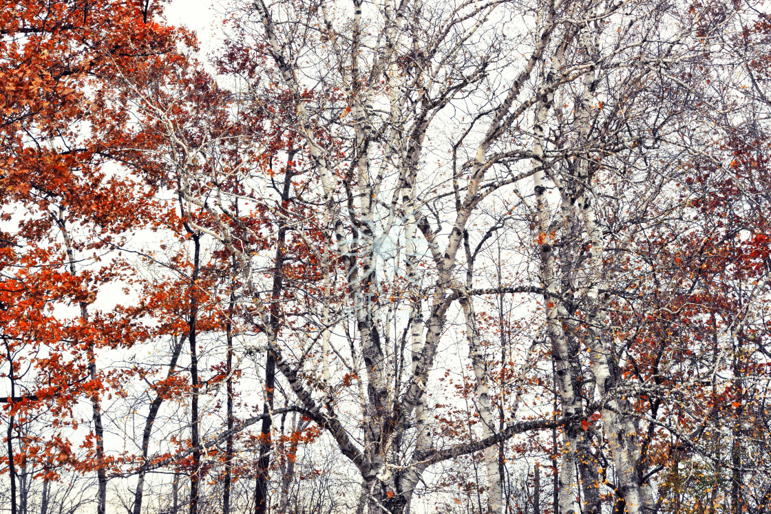 "White Paper Birch Trees Orange Leaves" by Jocelyn Ball - $6.32 "White Paper Birch Trees Orange Leaves" stock image