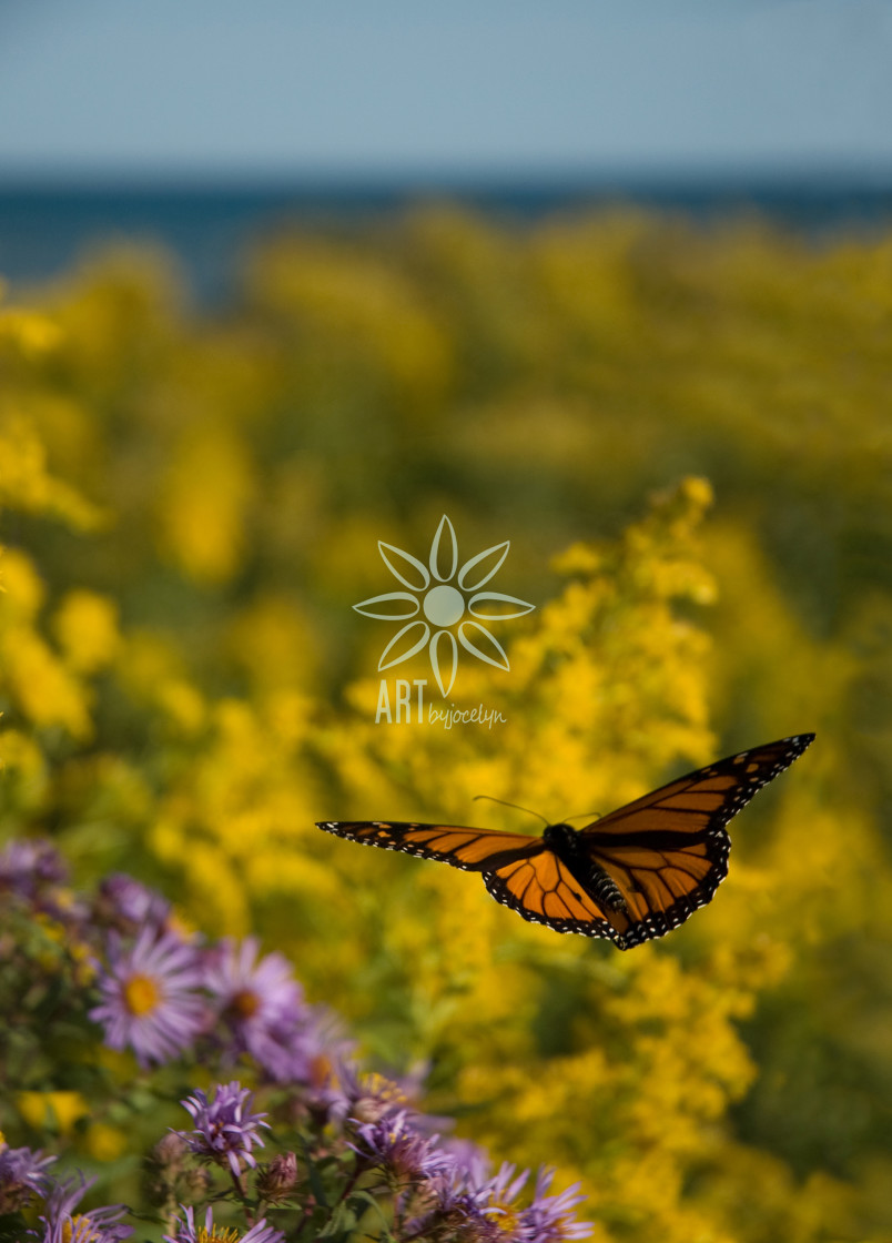"Monarch Butterfly in Flight Over Meadow" by Jocelyn Ball - $6.31 "Monarch Butterfly in Flight Over Meadow" stock image