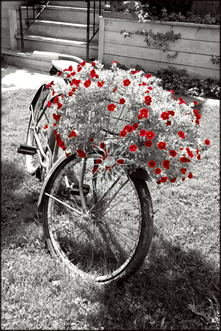 "Black and White Bicycle Red Geraniums" by Jocelyn Ball - $6.32 "Black and White Bicycle Red Geraniums" stock image