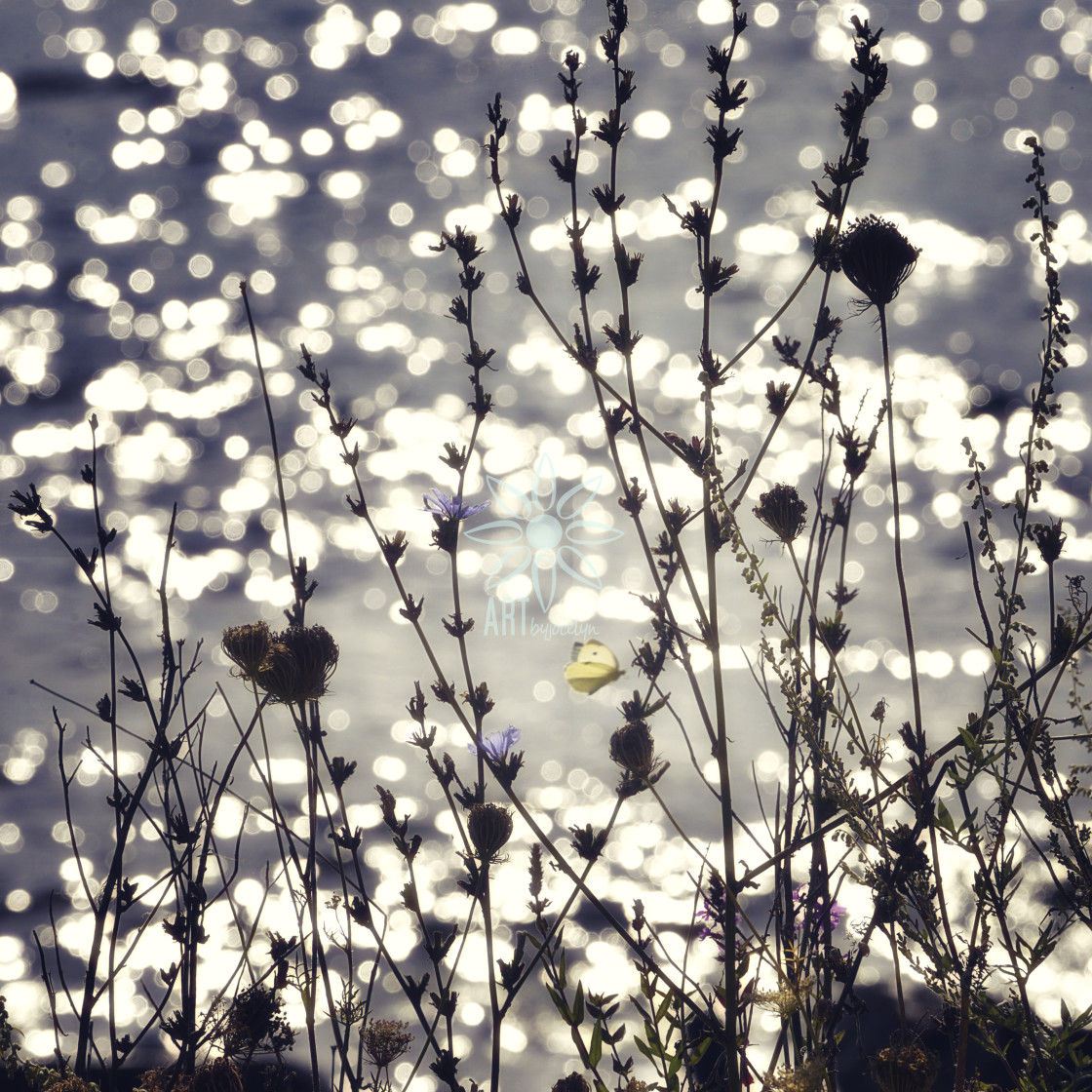 "Sunlight Sparkle and Wildflower Silhouette with Yellow Butterfly" by Jocelyn Ball - $6.32 "Sunlight Sparkle and Wildflower Silhouette with Yellow Butterfly" stock image