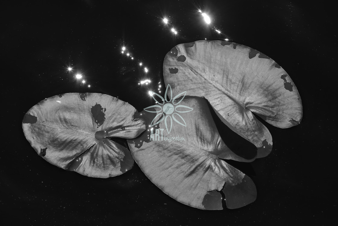 "Black and White Lily Pad Trio and Sun Sparkles" by Jocelyn Ball - $6.32 "Black and White Lily Pad Trio and Sun Sparkles" stock image