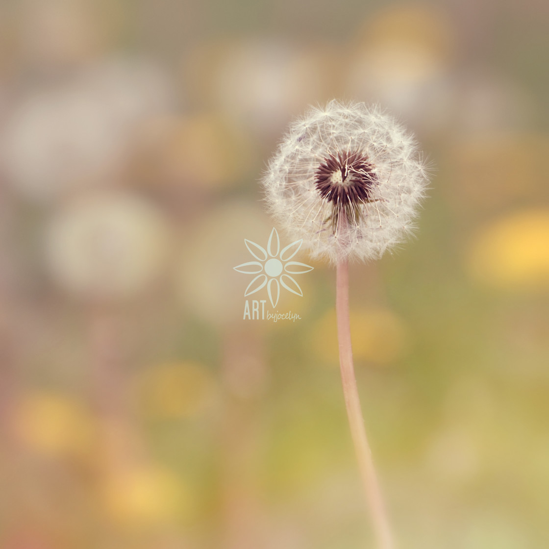 "Single Dandelion Soft Green Background" by Jocelyn Ball - $6.32 "Single Dandelion Soft Green Background" stock image